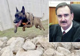 Texas federal judge rules doomed Belgian Malinois service dog Major will not be euthanized after biting woman