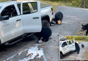 Bear family raids pickup truck in Tennessee, helping themselves to six-pack of beer