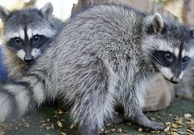 Millions warned of record-breaking swarm of rabies-carrying bats invading Los Angeles