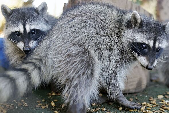 Millions warned of record-breaking swarm of rabies-carrying bats invading Los Angeles 218114 1
