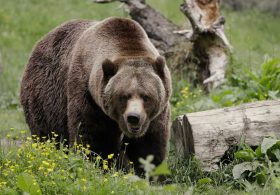 Montana Grizzlies Can’t Bear Having Combine Interrupt Their Corn Feast