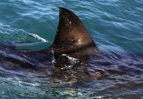 The Dark Side of Immigration: Sharks Suspected in Disappearance of 11 Would-Be Illegal Aliens