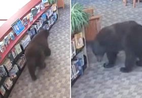 Silly old bear caught stealing honey from California library