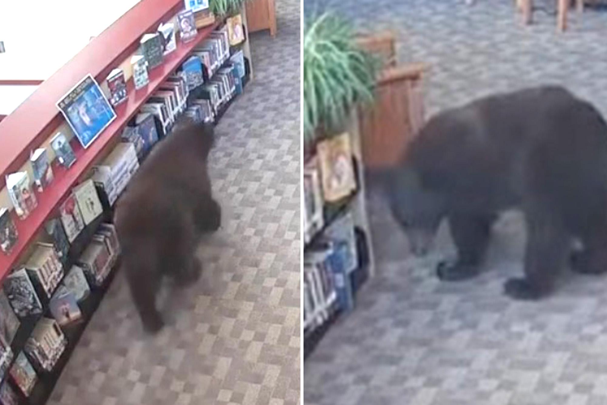 Silly old bear caught stealing honey from California library BEAR
