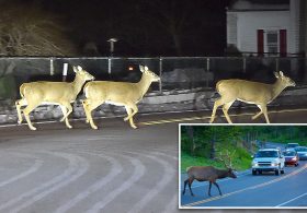 NJ drivers warned about an increase in horny deer on the prowl