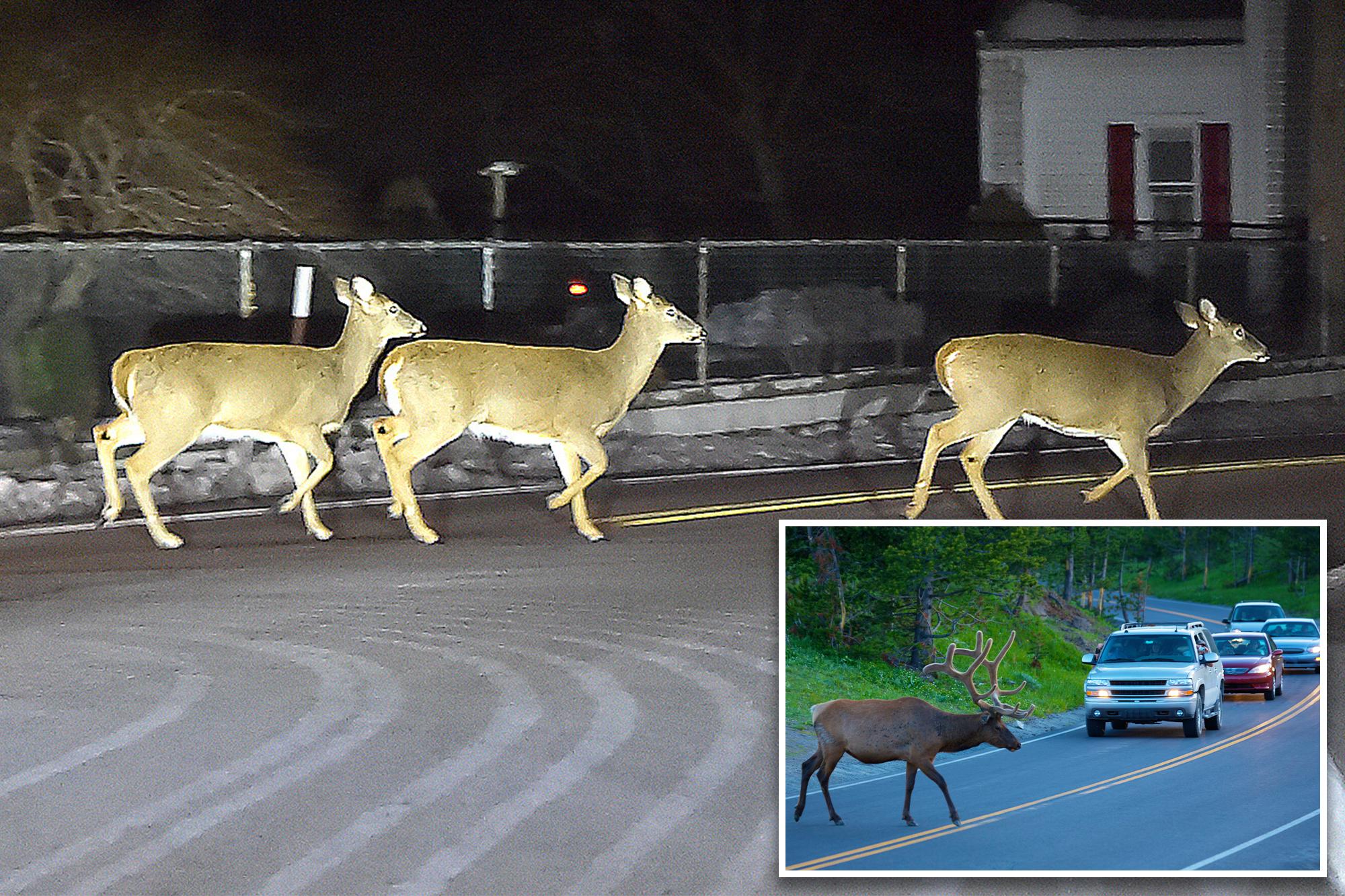 NJ drivers warned about an increase in horny deer on the prowl COMP DEAR
