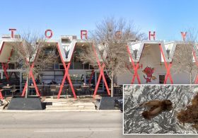Diner claims she nearly ate cow tooth stuffed in ‘Democrat’ taco at Tex-Mex restaurant