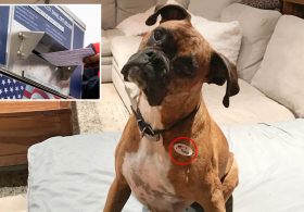 New humiliation for California dog mom who registered her pet Boxer to vote
