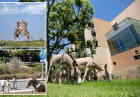 Wild donkeys take over Califronia UC campus as university issues warning to students