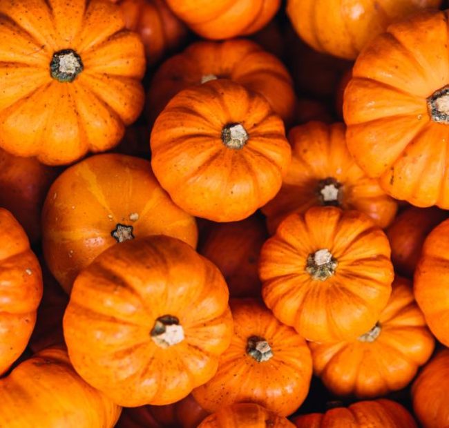 Illinois pumpkin production rises ahead of weather-challenged harvest