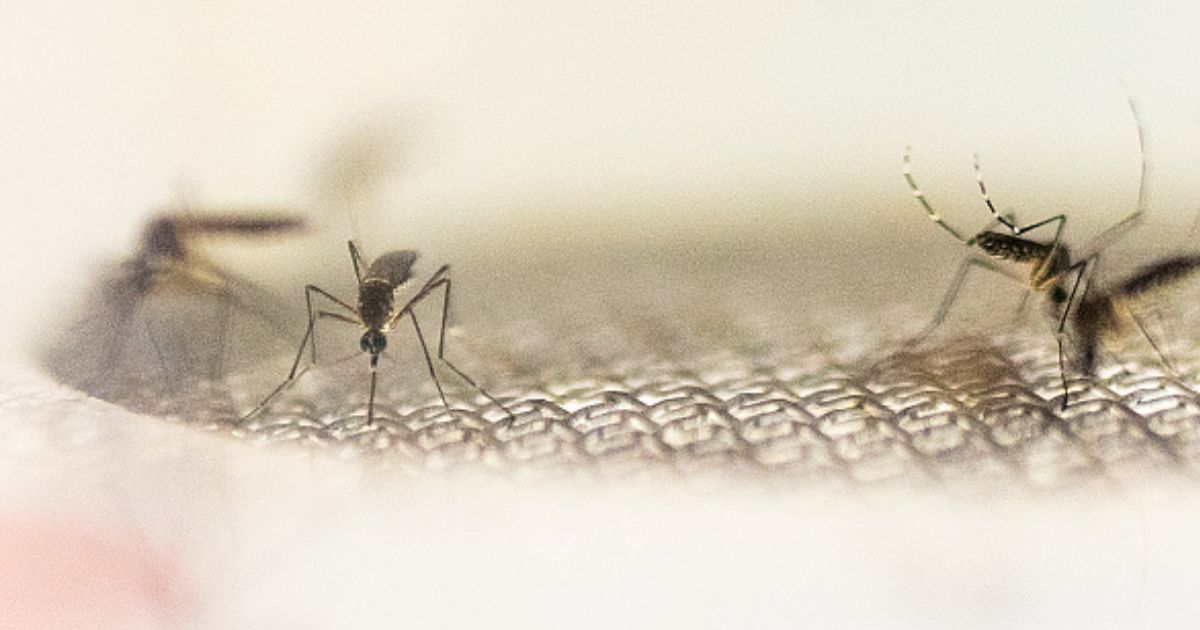 They May Come to Your State Too: Flood of West Nile Fever Cases Hits LA Thanks to Mosquito Swarms IMG 4204
