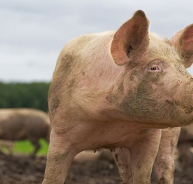 California Mocked for Trying to ‘Haze’ Feral Hogs: Texas Dealt with Them the Old Fashioned Way