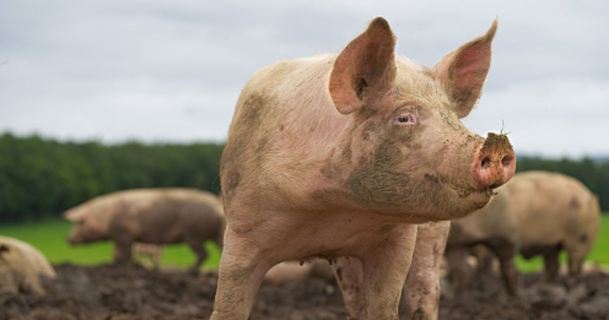 California Mocked for Trying to 'Haze' Feral Hogs: Texas Dealt with Them the Old Fashioned Way IMG 4241