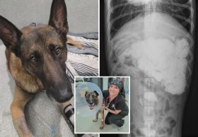 Police K-9 named Rocco undergoes surgery after feasting on rocks