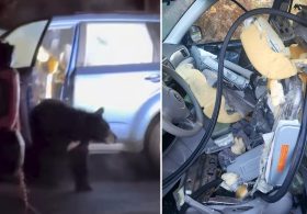 Black bear shreds car to pieces after getting locked inside: ‘Fighting pretty good’