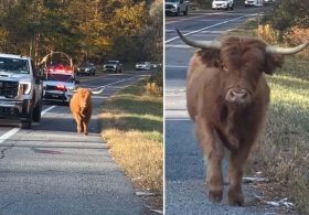 Adorable runaway cow sparks police chase through NY town