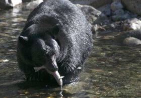 Young Bear Injures Two Outside Home Near Salmon, Idaho