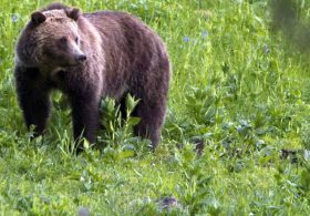 Bear Attacks Surge in 2026: New Public Database Reveals 64 Cases