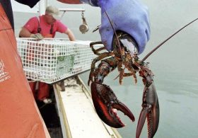 Trump Helps American Seafood and Meat Industry, Provides Important Info for Americans