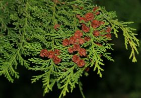 Japanese Forestry Byproduct May Have an Unexpected Use as a Sleep Aid, Pilot Study Finds