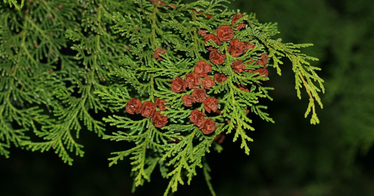 Japanese Forestry Byproduct May Have an Unexpected Use as a Sleep Aid, Pilot Study Finds chamaecyparis obtusa hinoki cypress