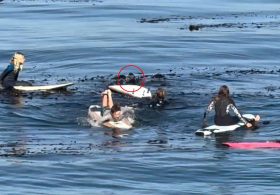 Tense moment massive otter gets in standoff with young surfers off California coast