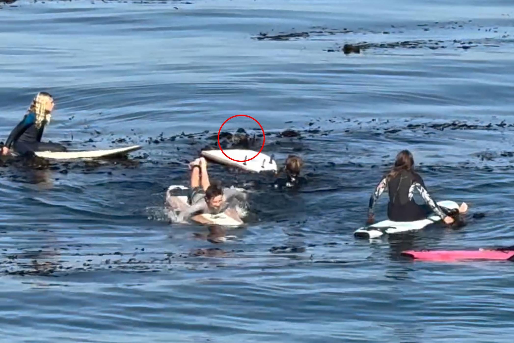 Tense moment massive otter gets in standoff with young surfers off California coast crop 41134802