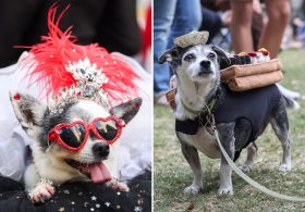 Dog parents to spend nearly $1B on Halloween costumes this year — and one costume leads the pack