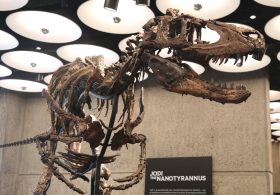 Rare Nanotyrannus skeleton goes on display at NYC Sotheby’s before heading to historic auction