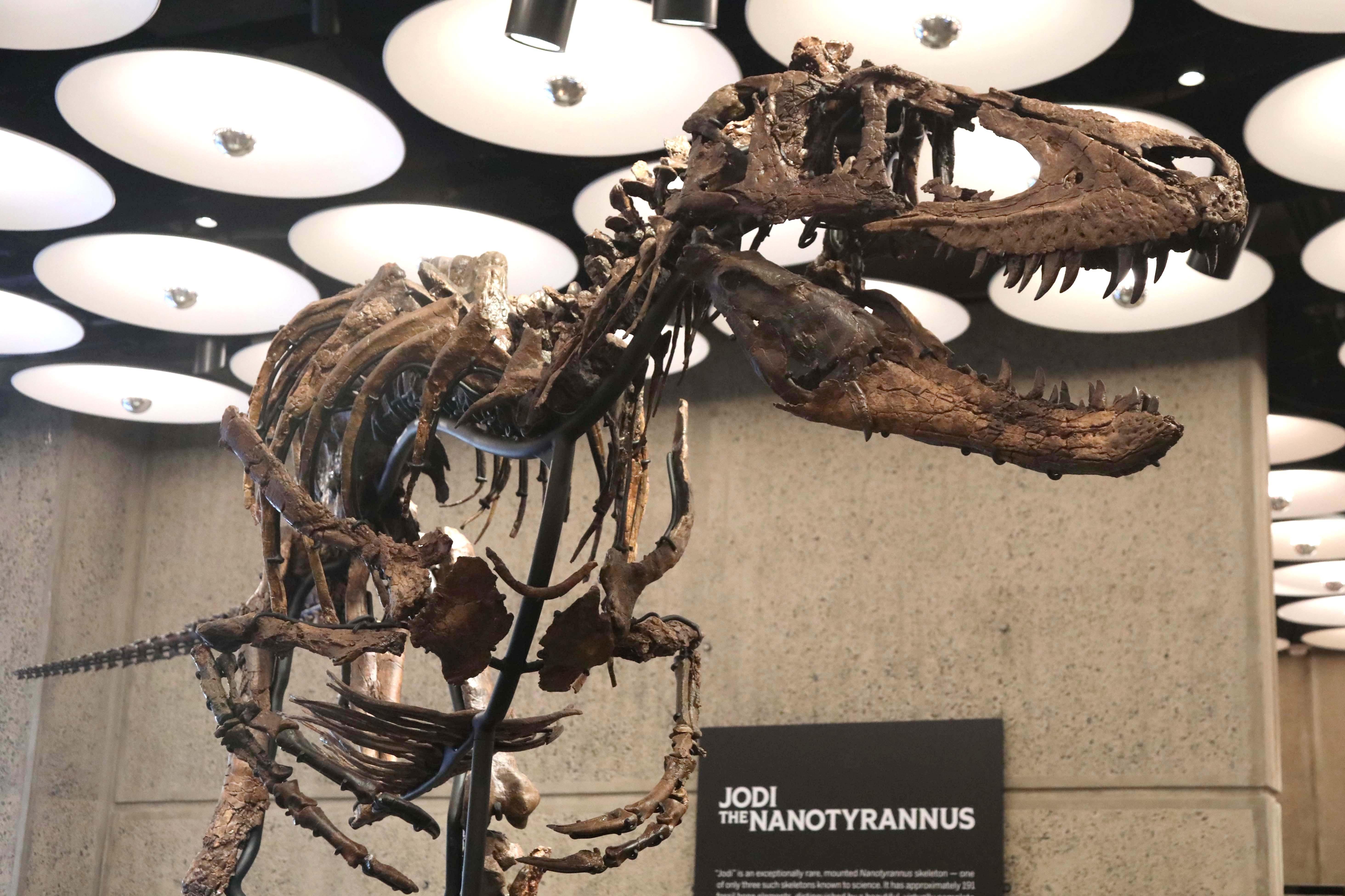 Rare Nanotyrannus skeleton goes on display at NYC Sotheby’s before heading to historic auction crop 41321625