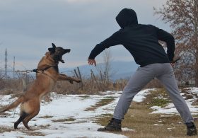 US dog bite danger zones — and NYC borough with worst odds of getting bit — revealed