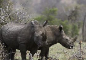 Predator Watch: Video Shows Enraged Rhino Attacking Tourist SUV