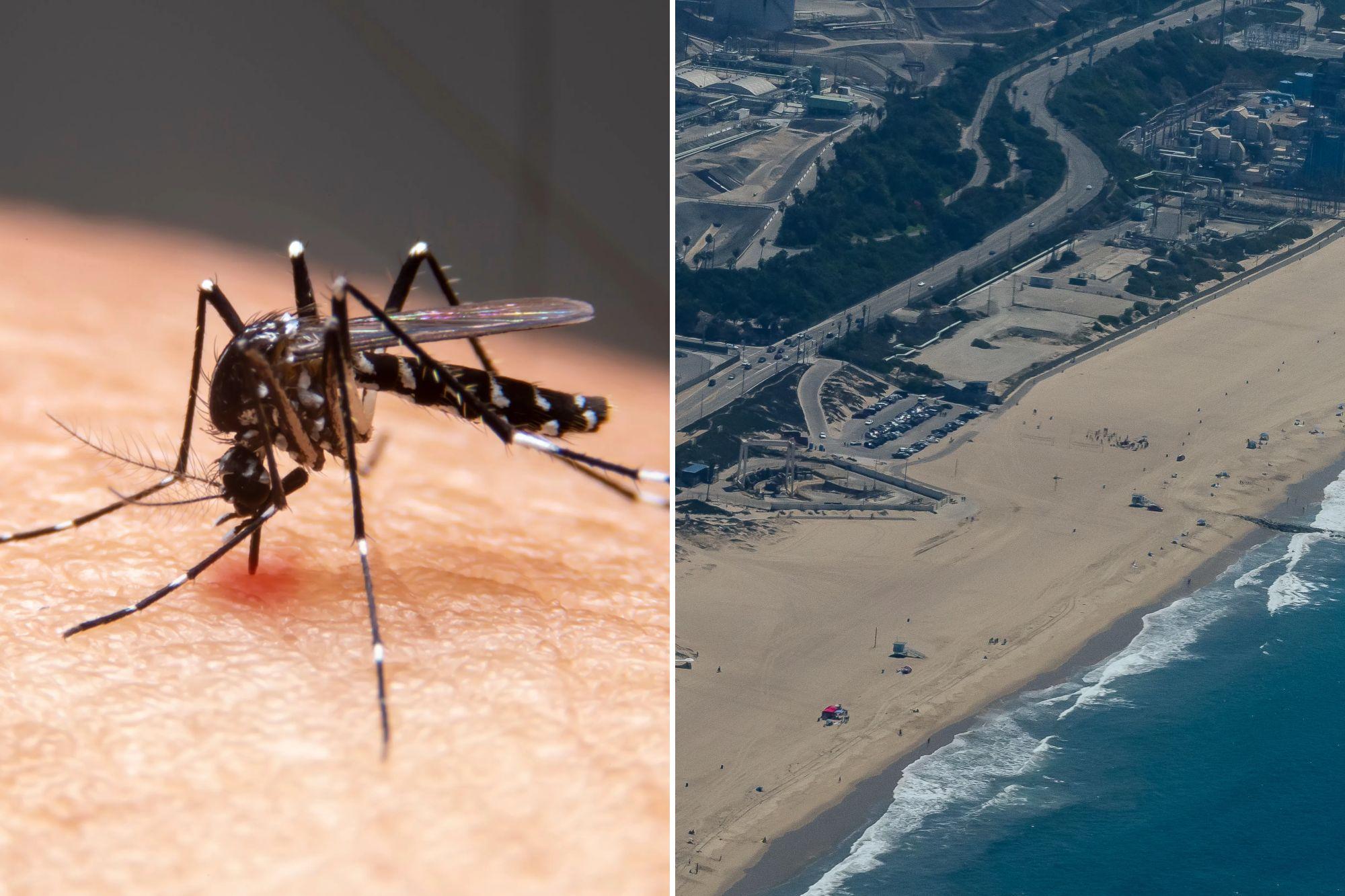 Mosquitos spike in LA with hellish hoards wreaking havoc across city ecs 1791762007453