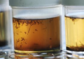 Researchers use AI to help address dengue fever outbreak in Florida