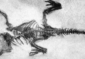 Who Bought the $47.3 Million Dinosaur Fossil? Mystery Bidder Wins Rare Nanotyrannus Skeleton