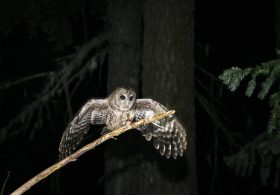 Trump Threatens 50 Years of Wildlife Protection With One Memo | Common Dreams