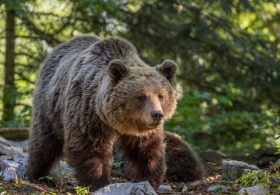 Teen Mauled by Bear Despite Climbing Tree as Burning Phone Reportedly Scares Animal Away