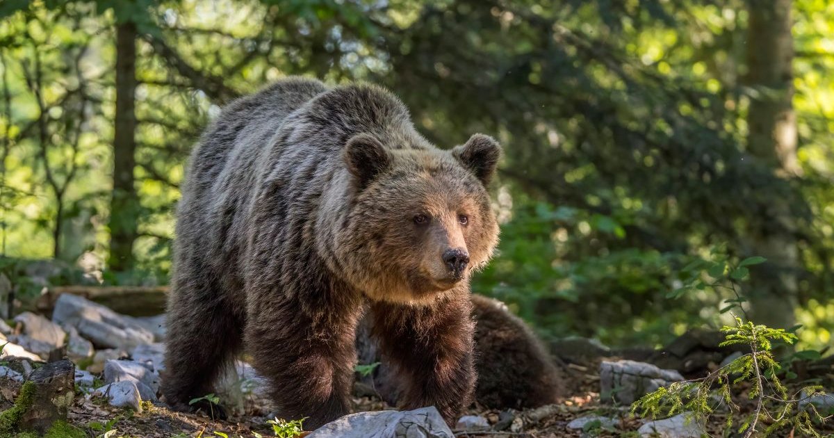 Teen Mauled by Bear Despite Climbing Tree as Burning Phone Reportedly Scares Animal Away ire 2