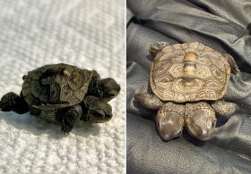 ‘Especially rare’ two-headed baby turtle found in Cape Cod