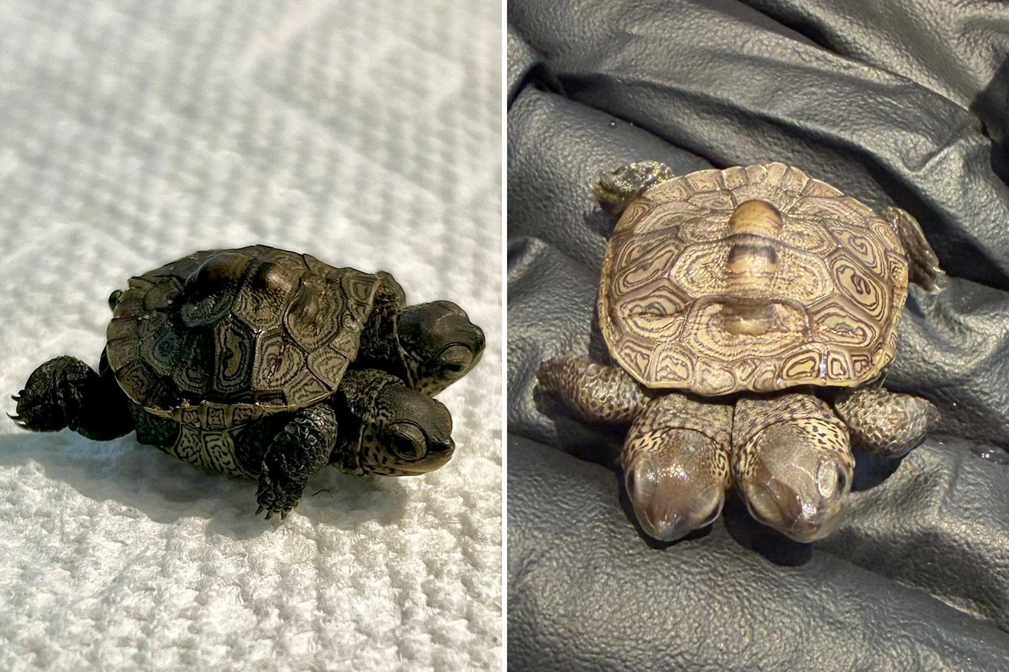 ‘Especially rare’ two-headed baby turtle found in Cape Cod news comp 4