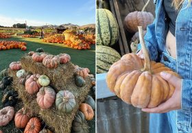 Family-favorite California pumpkin patch linked to E. coli outbreak
