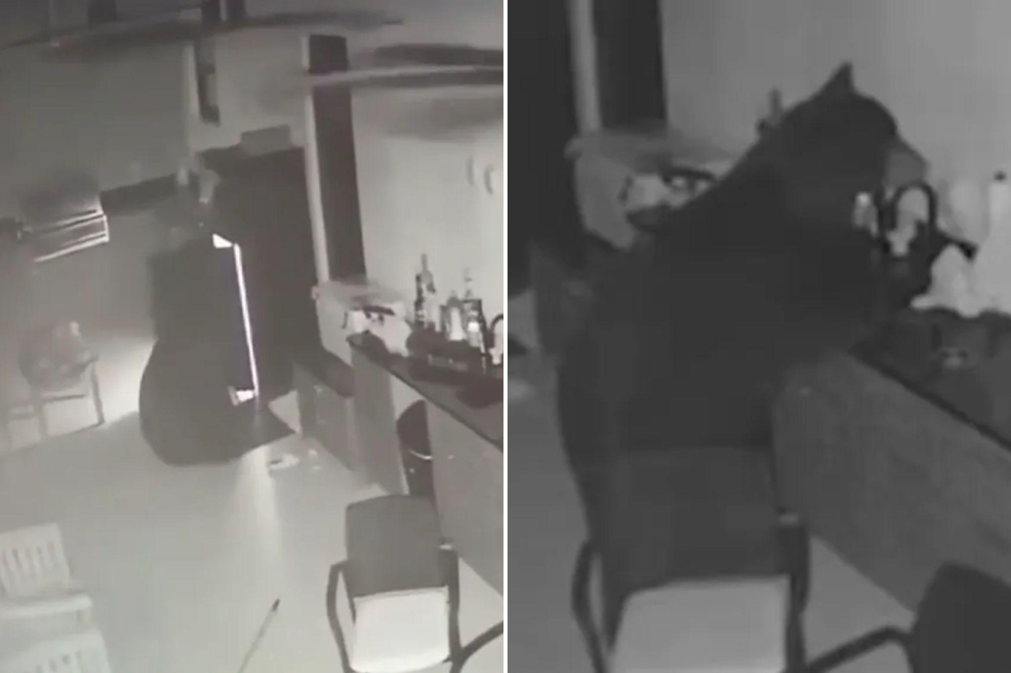 Black bear sneaks into family’s backyard, swipes booze from fridge: ‘I figured he was thirsty’ newspress collage dbnogococ 1792727184547