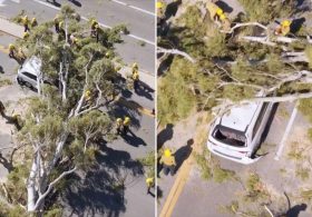 Massive tree comes crashing down on minivan along busy SoCal roadway 