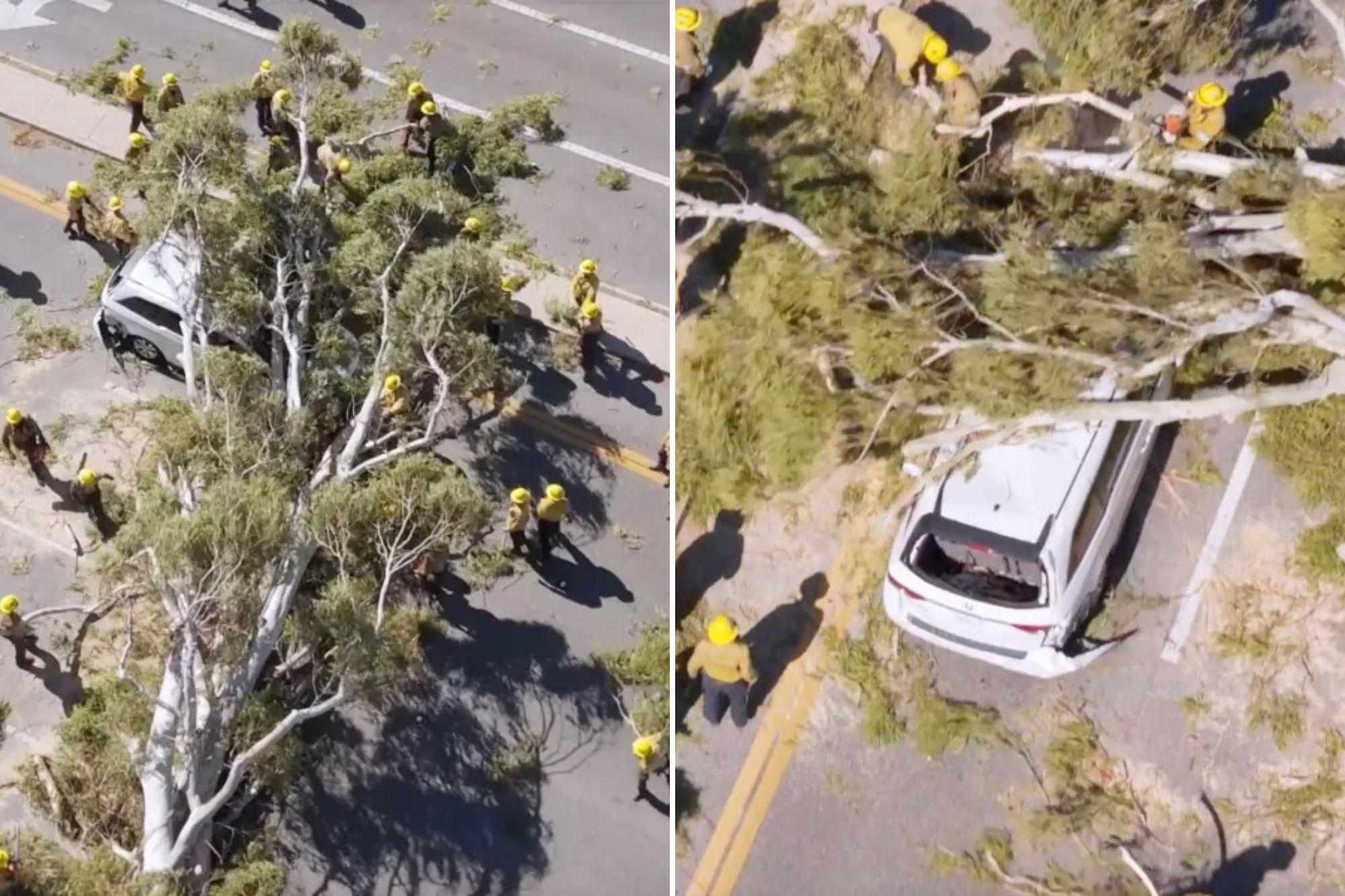 Massive tree comes crashing down on minivan along busy SoCal roadway  newspress collage luhaqmlc6 1792207179038