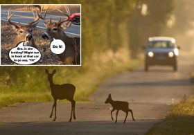 Deer crashes in NY spike during fall mating season — and cause 60K accidents a year: DOT