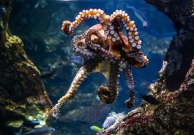 World Octopus Day 2026: Why Are Octopuses Considered One of the Smartest Sea Animals?