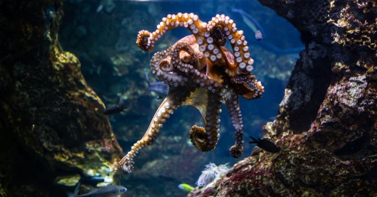 World Octopus Day 2026: Why Are Octopuses Considered One of the Smartest Sea Animals? octopus