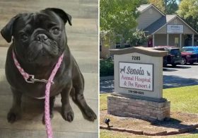 Georgia dog lovers paid to put sick pup down, then found him alive and well months later — what came next was even worse