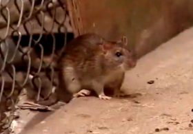 OH RATS! Terminix Releases List of America’s Most Rat-Infested Cities