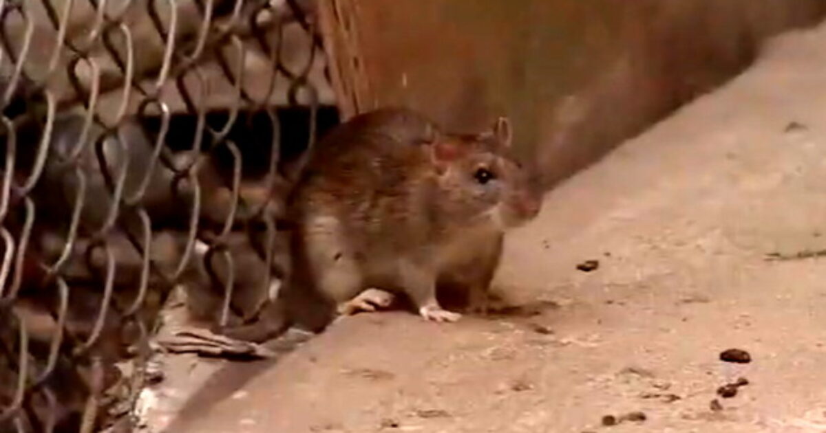OH RATS! Terminix Releases List of America’s Most Rat-Infested Cities rat nyc 1200x630 1